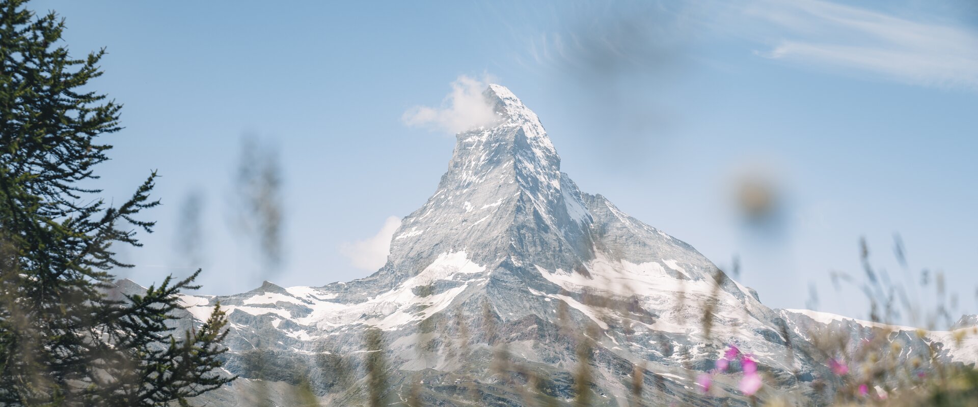 Das Matterhorn im Sommer | © Zermatt Bergbahnen Zermatter Flora vor dem Matterhorn | © Zermatt Bergbahnen